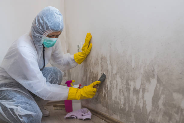Best Water Damage & Mold Remediation  in Littlerock, CA